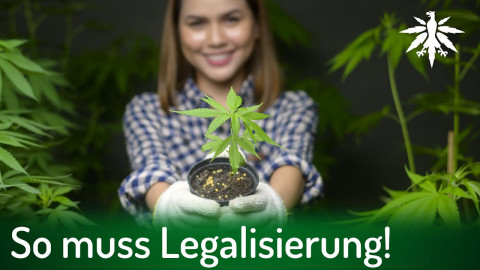 So muss Legalisierung! | DHV-Audio-News #334
