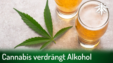 Cannabis verdrängt Alkohol | DHV-Audio-News #341