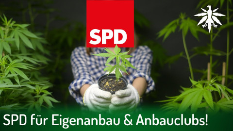 SPD für Eigenanbau & Anbauclubs! | DHV-Audio-News #350