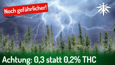Nutzhanf jetzt noch gefährlicher: 0,3 statt 0,2% THC | DHV-News #369