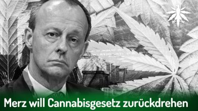 Merz will Cannabisgesetz zurückdrehen | DHV-News # 430