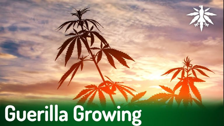 Guerilla Growing | DHV-News # 435